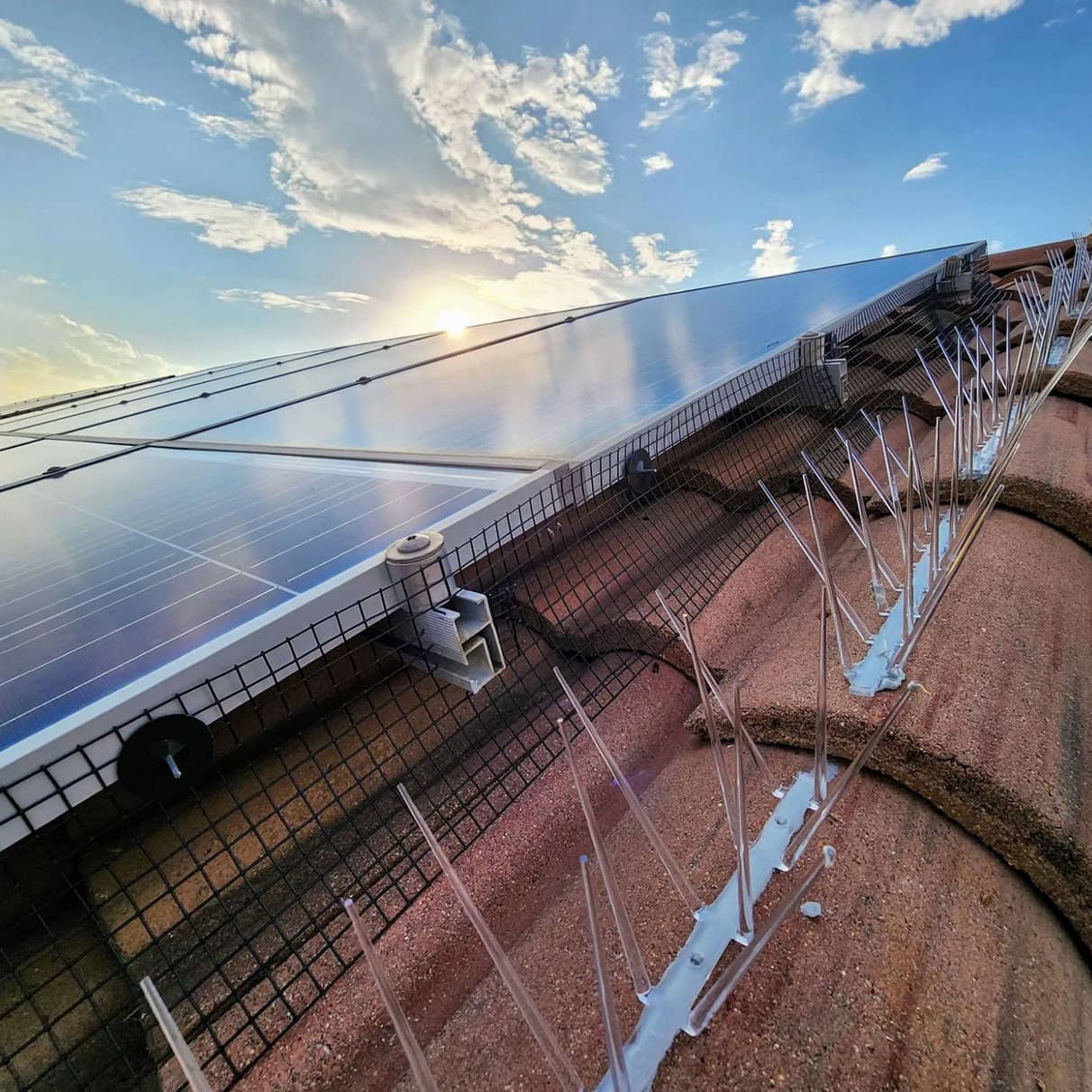 pigeon proofed solar panels